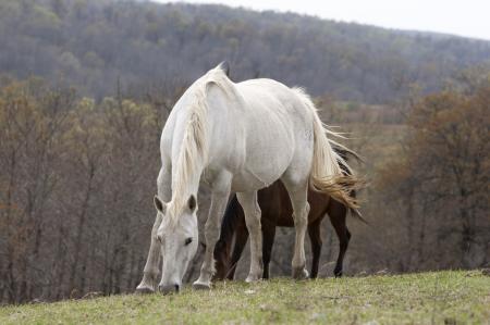 Wild Horses