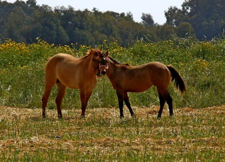 Wild Horses