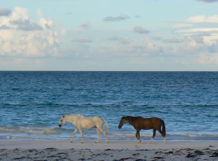 Wild Horses on the Shore