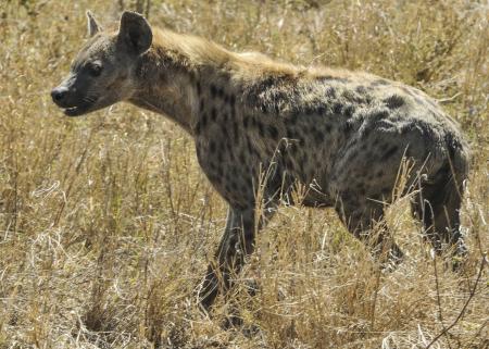 Wild Hyena