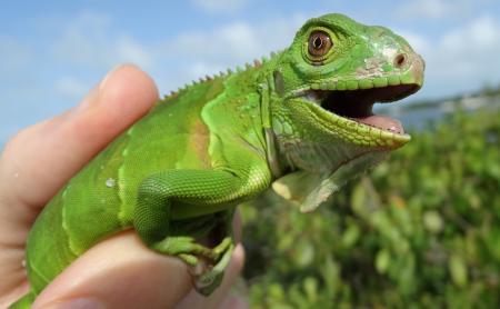 Wild Iguana