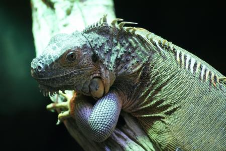 Wild Iguana