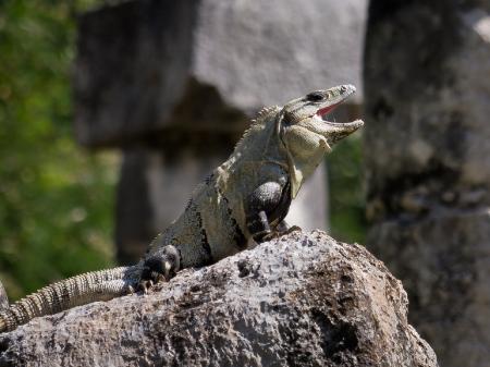 Wild Iguana