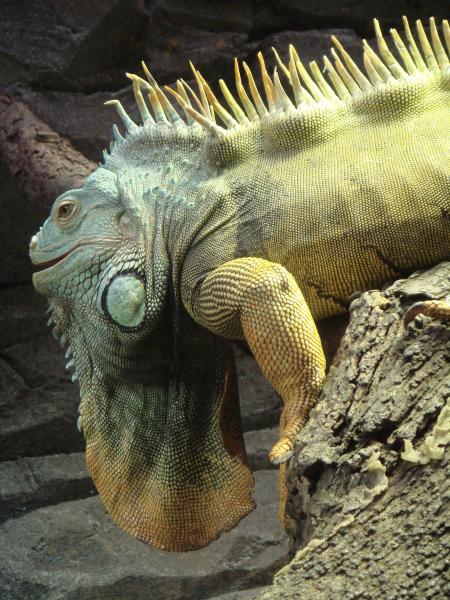 Wild Iguana