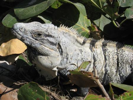 Wild Iguana