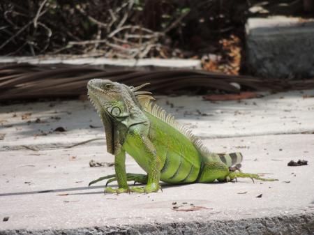 Wild Iguana