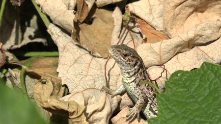 Wild Lizard