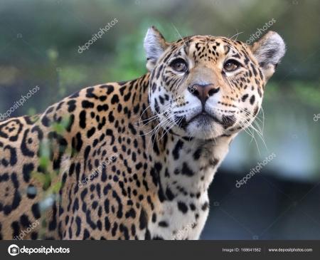 Wild Jaguar