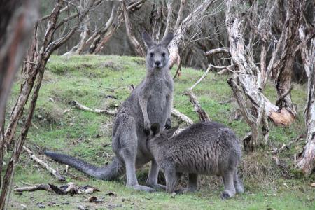 Wild Kangaroos