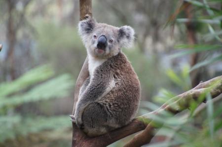 Wild Koala