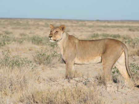 Wild Lioness