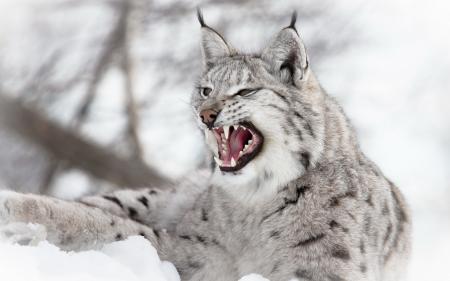 Wild Lynx