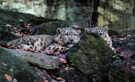 Wild Lynx