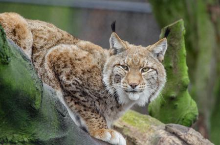 Wild Lynx