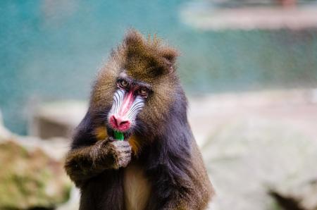 Wild Mandrill