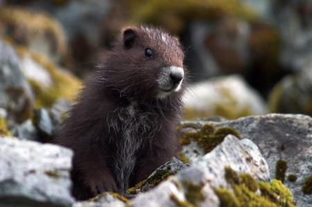 Wild Marmot