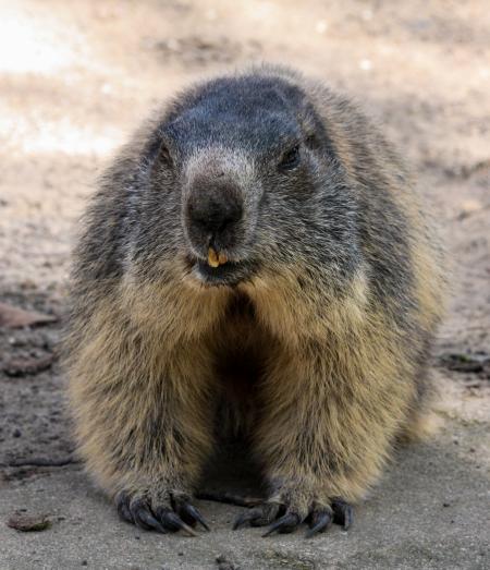 Wild Marmot