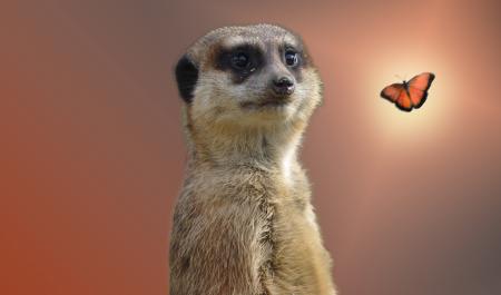 Wild Meerkat