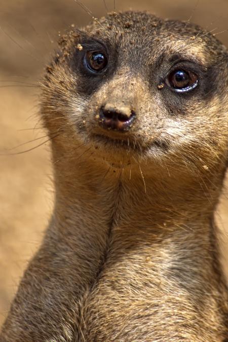 Wild Mongoose