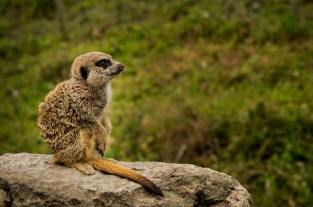 Wild Meerkat