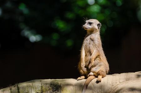 Wild Meerkat