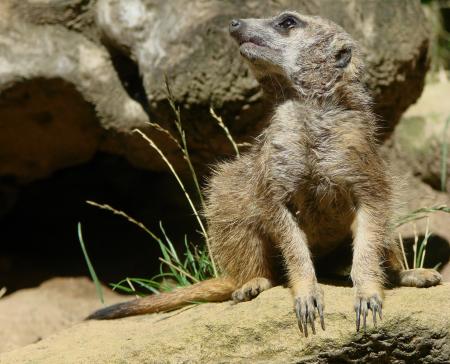 Wild Meerkat