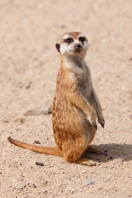 Wild Meerkat