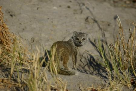 Wild Meerkat