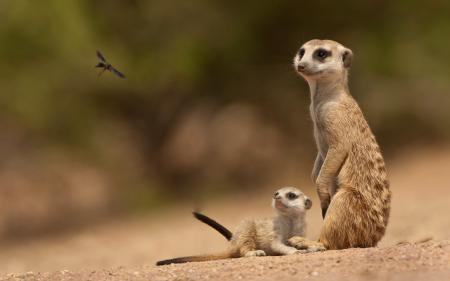 Wild Meerkat