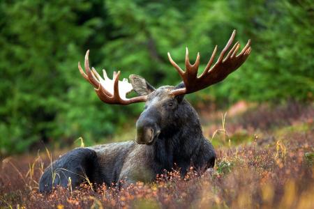 Wild Moose