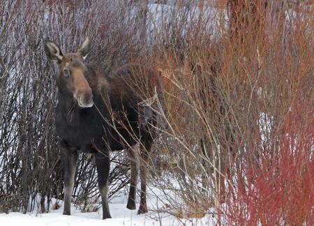 Wild Moose