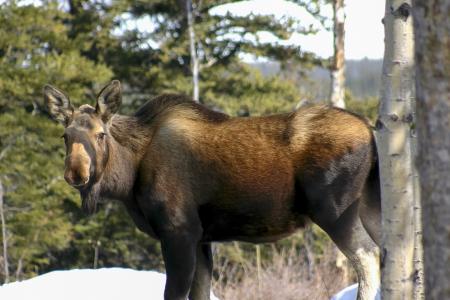 Wild Moose