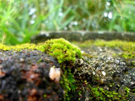 Wild Moss