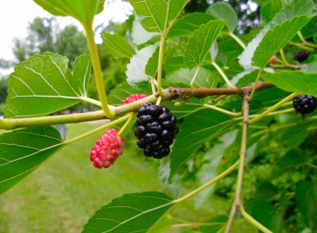 Wild Mulberries