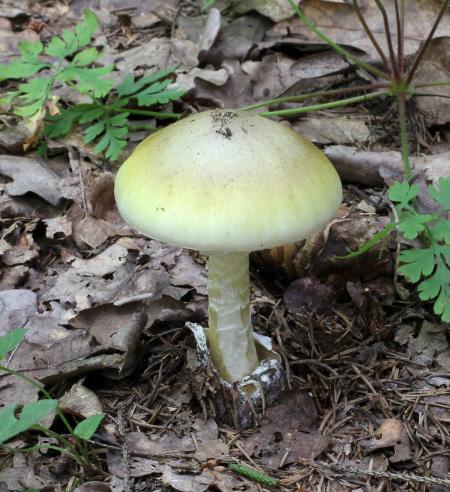 Wild Mushroom