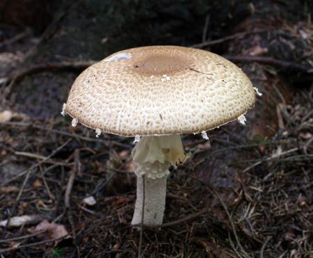 Wild Mushroom