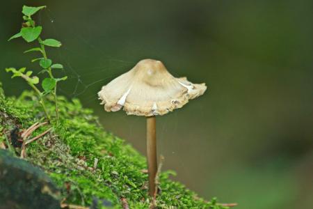 Wild Mushroom