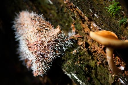 Wild Mushroom