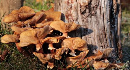 Wild Mushrooms