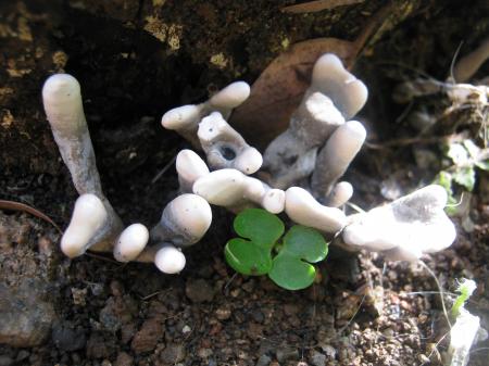 Wild Mushrooms