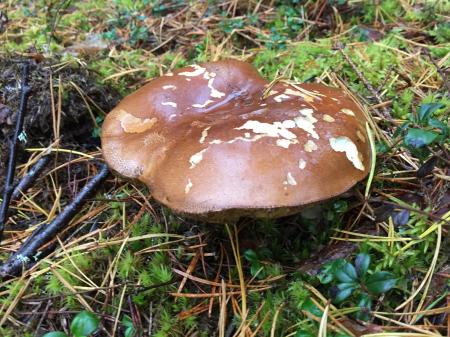 Wild Mushrooms