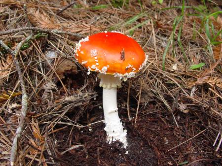 Wild Mushrooms