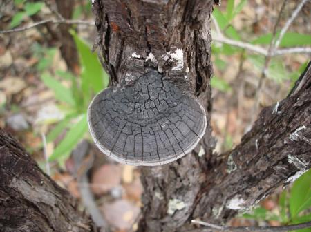 Wild Mushrooms