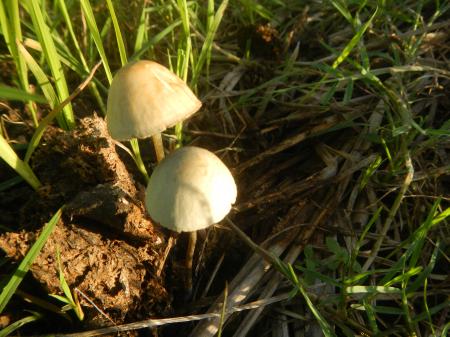 Wild Mushrooms