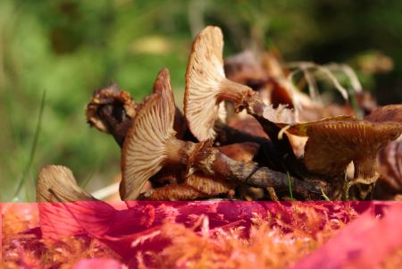 Wild Mushrooms in the Garden