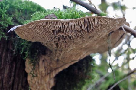 Wild Mushrooms in the Garden