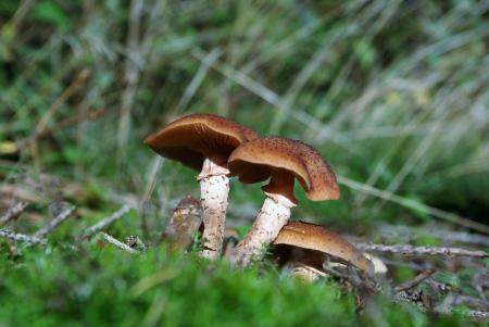 Wild Mushrooms in the Garden