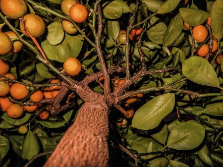 Wild Oranges