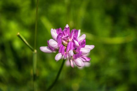 Wild Orchid