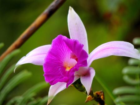 Wild Orchids